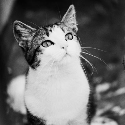 Este gato...